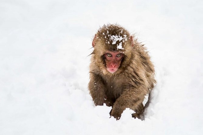 1-Day Snow Monkeys, Zenko-ji Temple & Sake in Nagano - Nishimon Yoshinoya and the sake tasting: short stop, real context