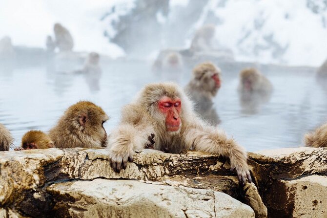 1-Day Snow Monkeys, Zenko-ji Temple & Sake in Nagano - Winter traction, crampons, and the cold you should expect