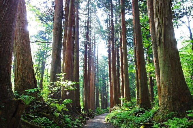 1-Day Togakushi Tour: Soba making, Ninja Town, and Hidden Shrines - Zuishimon Gate and the giant cedar avenue, finishing near Okusha