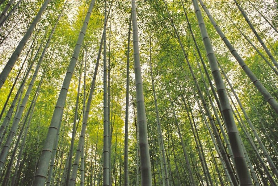 1-Day Tour from Nagoya: Hiking the Historic Nakasendo Trail - Price and value: what you’re actually paying for at $189