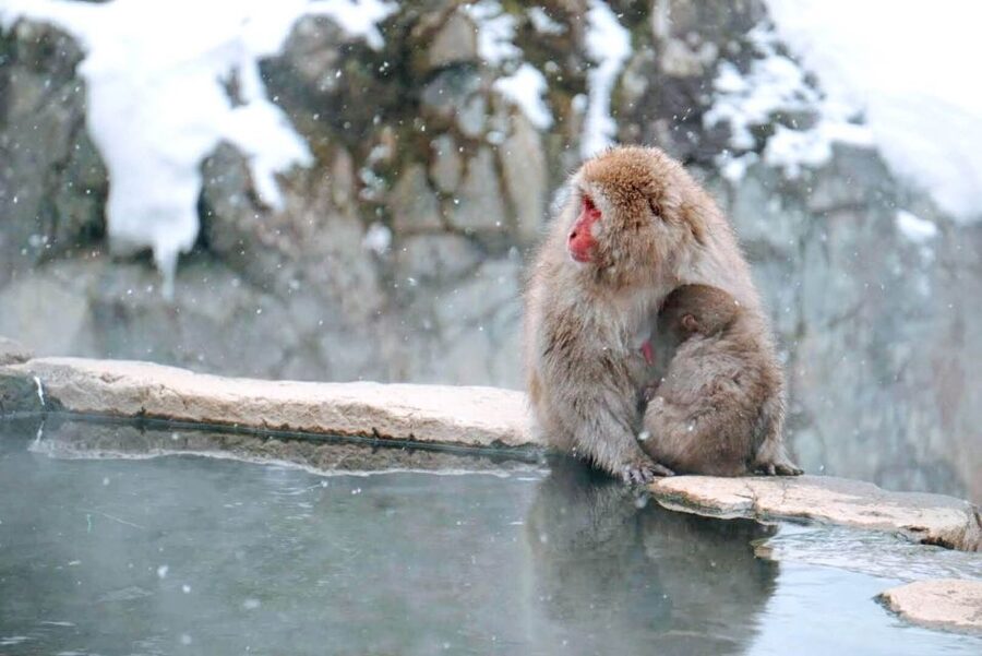 1 Day Tour: Snow Monkeys & Snow Fun in Shiga Kogen - Who this tour suits best (and who might want a different plan)