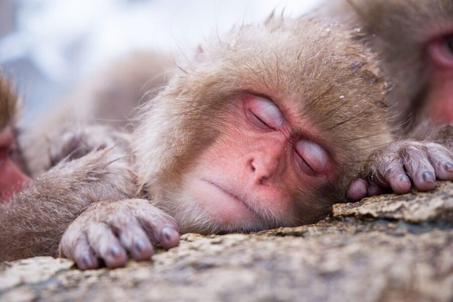 1 Day Tour: Snow Monkeys & Snow Fun in Shiga Kogen - Jigokudani snow monkey hike: the 1.6 km walk you should plan for