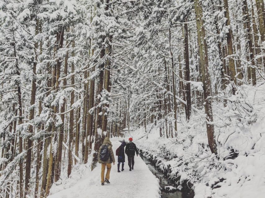 1 Day Tour: Snow Monkeys & Snow Fun in Shiga Kogen - Inside the Snow Monkey Park: what you are really seeing