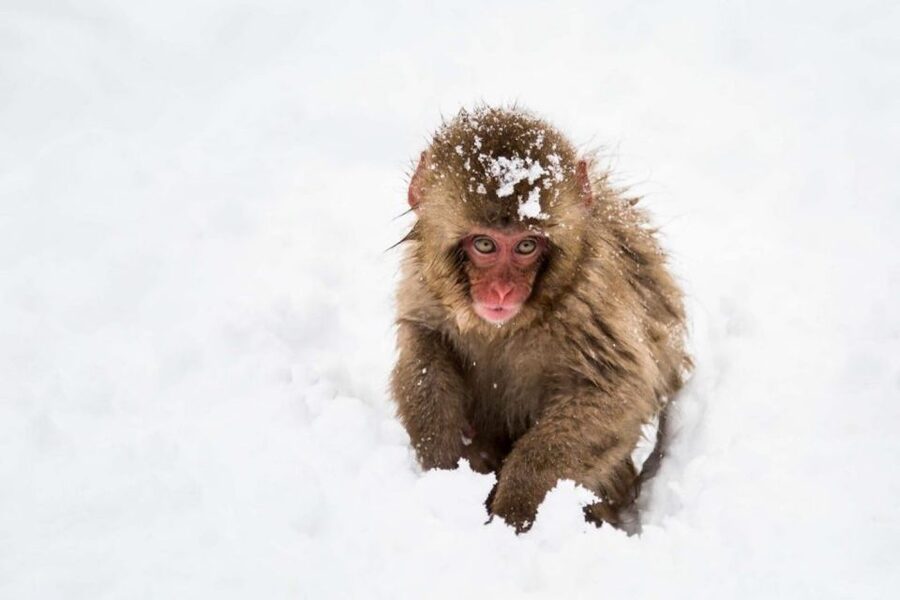 1 Day Tour: Snow Monkeys & Snow Fun in Shiga Kogen - Getting to the mountains: pickup points and bus ride