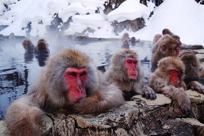 1-Day Winter Tour From Nozawa Onsen: Snow Monkeys, Zenko-ji Temple & Sake - Zenko-ji Temple in Nagano: Old Power, Easy to Appreciate