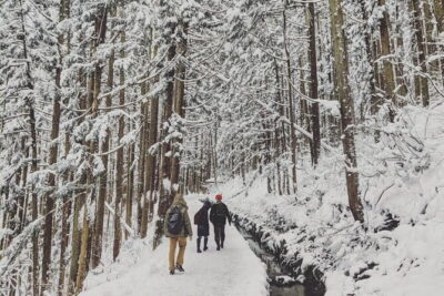 1-Day Winter Tour From Nozawa Onsen: Snow Monkeys, Zenko-ji Temple & Sake