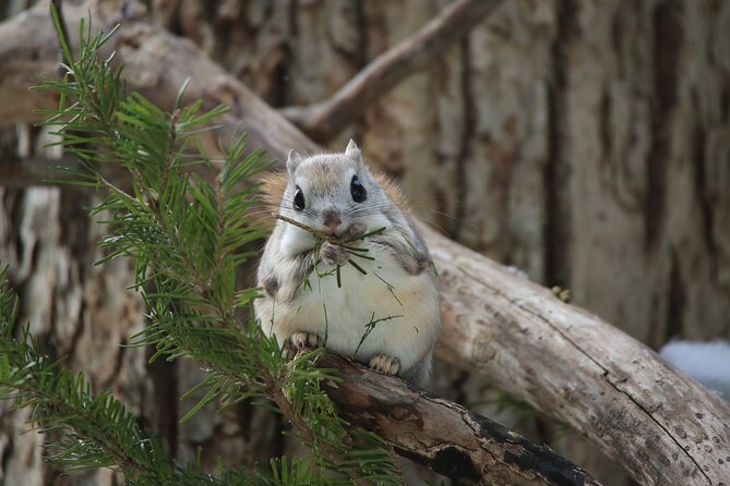 3.5hours Primeval Forest Snowshoe hike and Wildlife Watching Tour - Key highlights at a glance