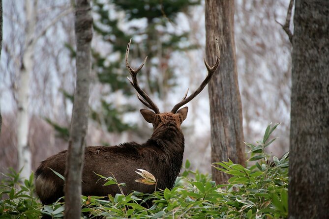 3.5hours Primeval Forest Snowshoe hike and Wildlife Watching Tour - The Tears of Man frozen waterfall stop