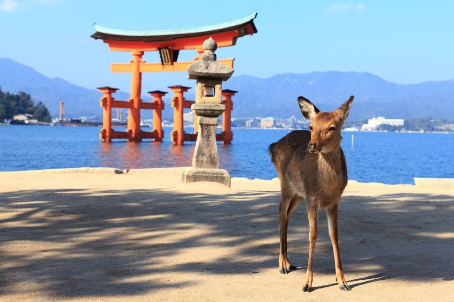 3 Departures: Hiroshima & Miyajima Trip with Indian Lunch - Should you book the Hiroshima and Miyajima trip with Indian lunch?