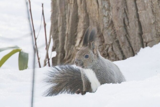 3 hours Snowshoe hike to "Furepe fall" and Wildlife Watching - Wildlife watching on a snowshoe trail, without forcing it