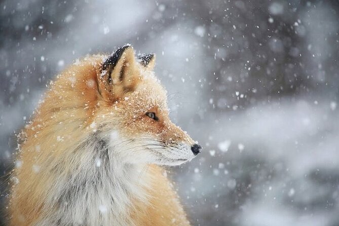 3 hours Snowshoe hike to "Furepe fall" and Wildlife Watching - Weather matters, so keep your day flexible