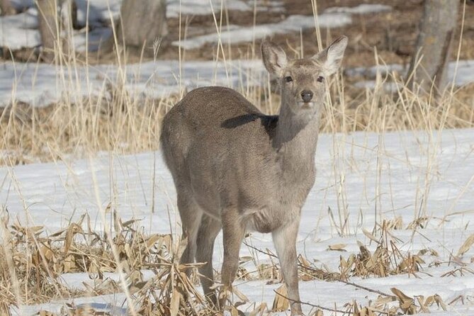 3 hours Snowshoe hike to "Furepe fall" and Wildlife Watching - Drift ice in February to March, and why it’s worth hunting for