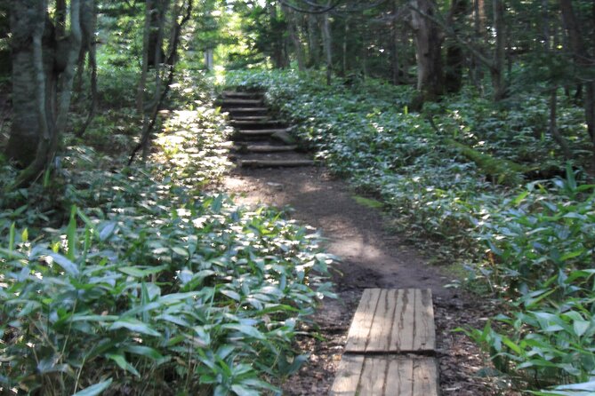 3hours Nature Guided Tour in Shiretoko Five Lakes - Key highlights from this Shiretoko Five Lakes guided walk