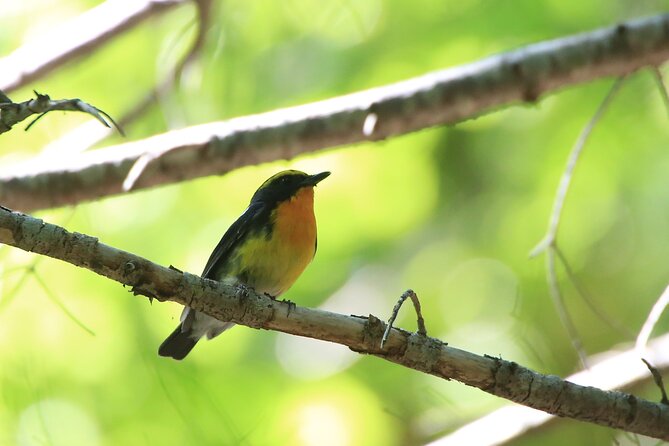 3hours Primeval Forest and Stunning Views of Cliff Trekking Tour - First Stop: Shiretoko National Park Nature Center, Then Straight Into the Wild