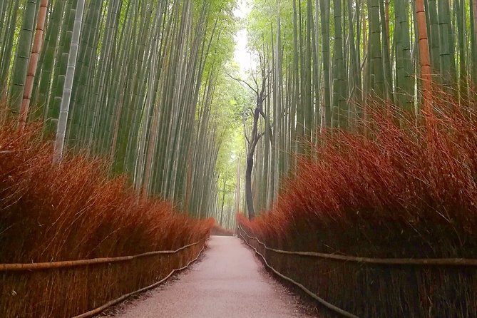 5 Top Highlights of Kyoto Full Day Bike Tour (E-bike option) - Stop 1: Bamboo Forest Street, the quiet wow moment