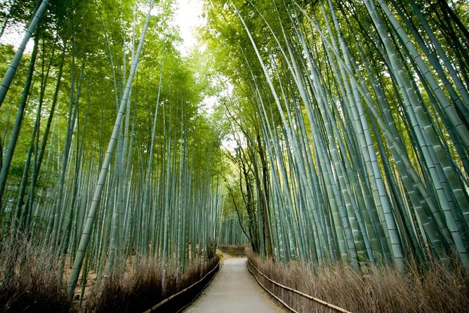 Afternoon Kyoto Bike Tour: Bamboo Forest, Monkeys & Hidden Spots - Key things I’d pay attention to