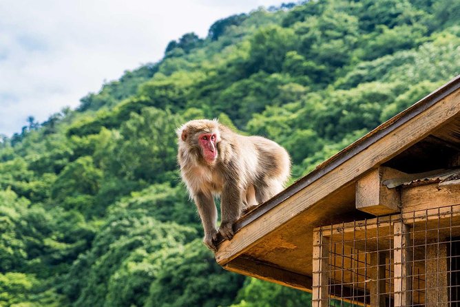 Afternoon Kyoto Bike Tour: Bamboo Forest, Monkeys & Hidden Spots - Meeting at Saga-Arashiyama Station and how the 4 hour schedule really works