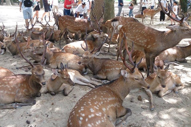 All must-sees in 3 hours - Nara Park Classic Tour! From JR Nara! - Key things to know before you go