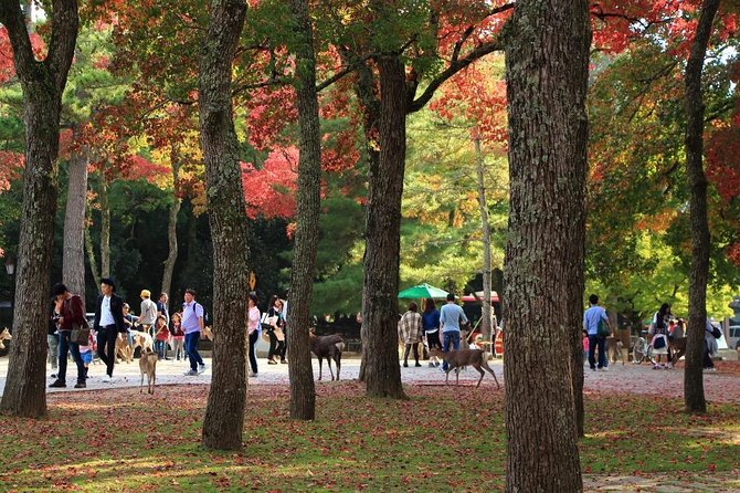 All must-sees in 3 hours - Nara Park Classic Tour! From JR Nara! - Starting at JR Nara Station with a clear meeting point