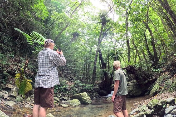 Amami Oshima Mangrove Kayaking, Waterfall and Cape Walking Tour - Key highlights worth planning for