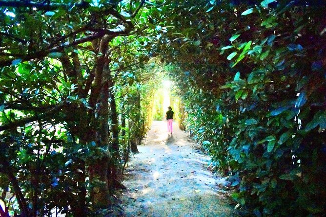 Amami Oshima Mangrove Kayaking, Waterfall and Cape Walking Tour - Weather, tide timing, and how to show up prepared