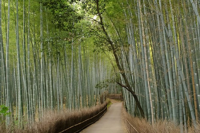 Arashiyama Bamboo Forest E-Biking Tour - Stop 2 Tōji-in Temple: Moss Quiet, Slow Looking, and a Rest Break