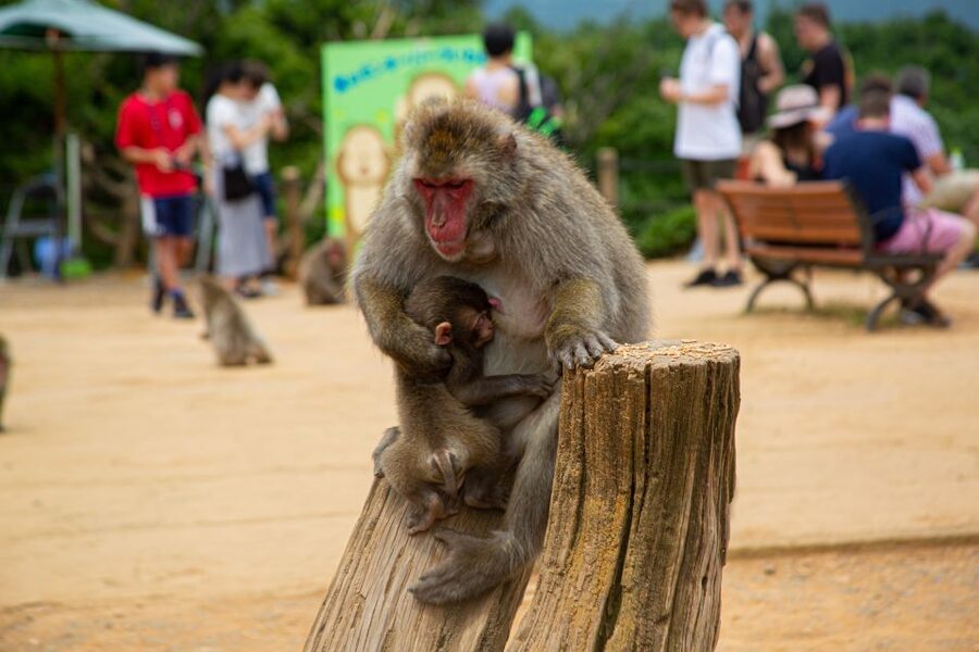 Arashiyama Bamboo, Temple, Monkeys, or Secret Sake Brewery - Group size, guide style, and how the day feels
