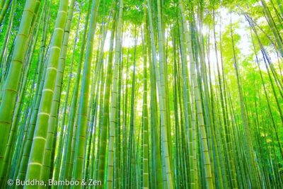 Buddha, Bamboo & Zen – Bespoke Kamakura Private Walking Tours