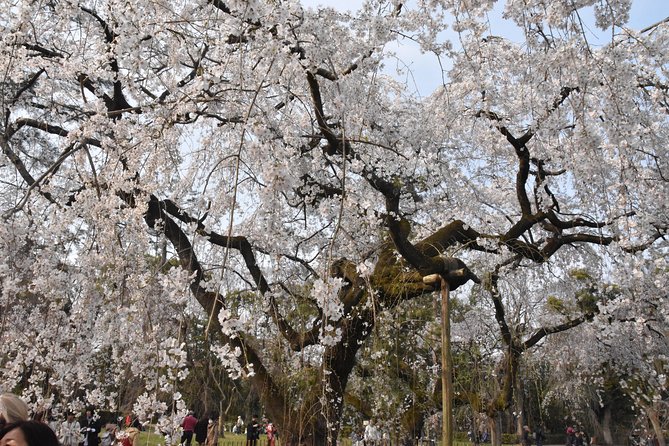 Cycle Kyoto's Hidden Gems & Gion Stroll - Rain or Shine: How to Dress So the Tour Still Works