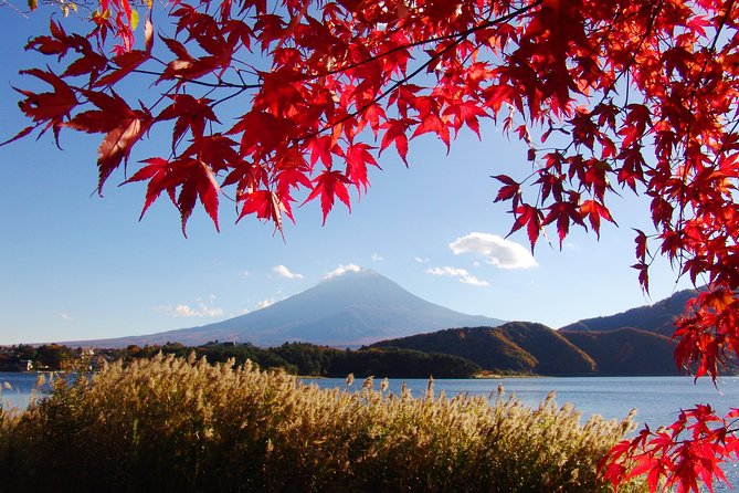 Discover Mt. Fuji 5th Station & Kawaguchiko Sightseeing Day Tour - The bus and meeting point reality: comfort, but don’t be late