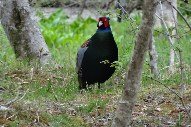 Easygoing Nature Walk in Hakone Tour - A Gentle Hakone Nature Walk, Not a Steep Hike