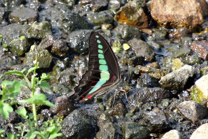 Easygoing Nature Walk in Hakone Tour - Binoculars, Wildlife Odds, and How the Guide Helps You See More