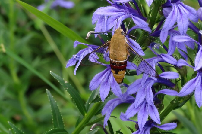 Easygoing Nature Walk in Hakone Tour - Stop 1: Hakone Botanical Garden of Wetlands for Marsh Plants and Micro-Details