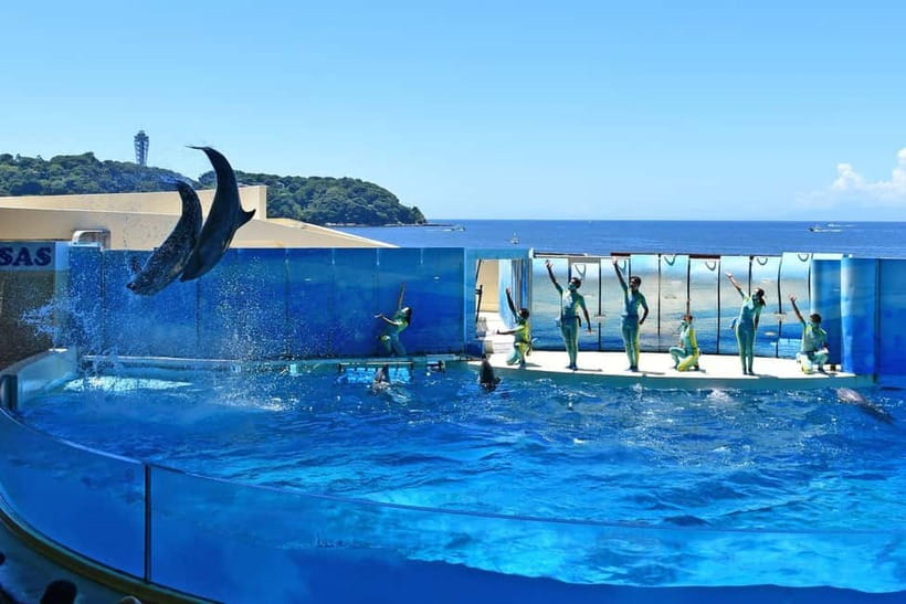 Enoshima Aquarium: Admission Ticket - Enoshima Aquarium Ticket: what you’re really buying