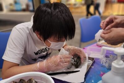 Experience Extracting Pearls From Akoya Oysters osaka