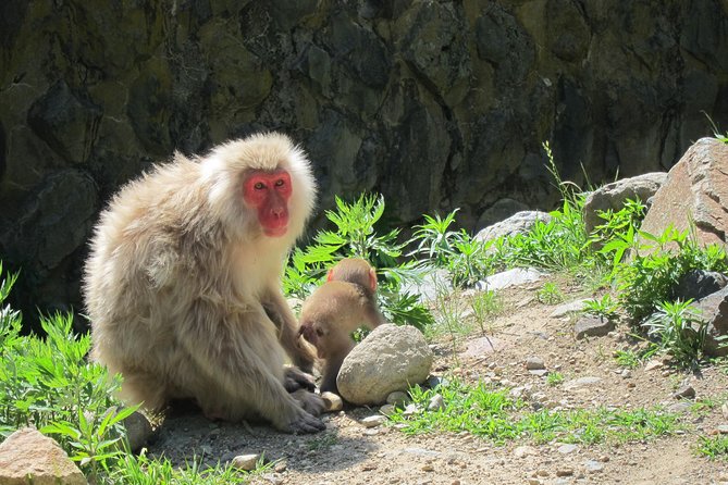 Explore Jigokudani Snow Monkey Park with a Local Guide - Stop 2: Jigokudani Snow Monkey Park and the reality of onsen viewing