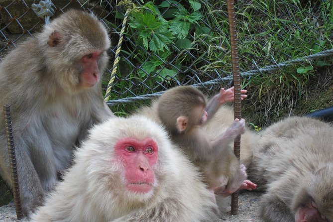 Explore Jigokudani Snow Monkey Park with a Local Guide - Stop 3: Enza Cafe & Ramen for a fast reset