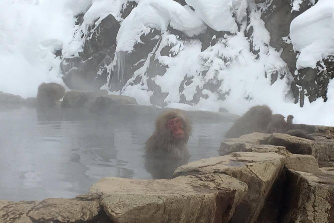 Explore Jigokudani Snow Monkey Park with a Local Guide - Getting there from Yudanaka Station without turning it into a logistics headache
