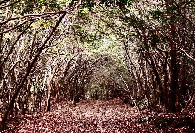 Explore Mt. Fuji Ice Cave in Aokigahara Forest - Key Highlights to Know Before You Go
