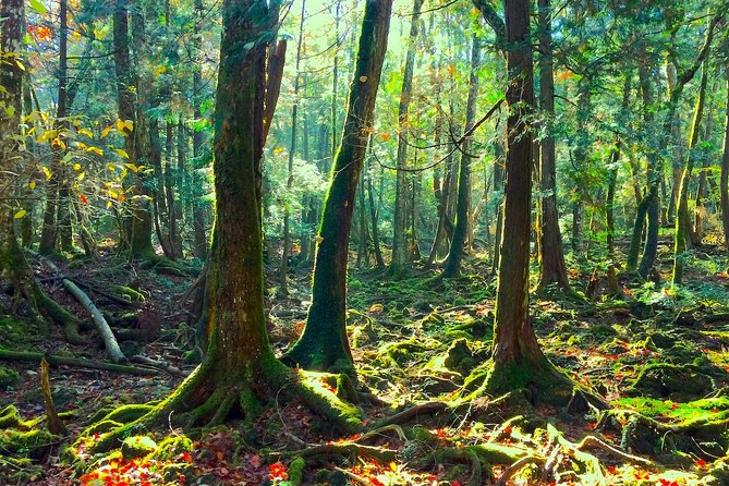 Explore Mt. Fuji Ice Cave in Aokigahara Forest - Pickup from Kawaguchiko and the Advantage of a Small Group