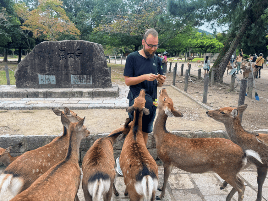 From Kyoto: Nara Guided Morning Tour - Nara Park deer time: adorable, sacred, and a little bossy