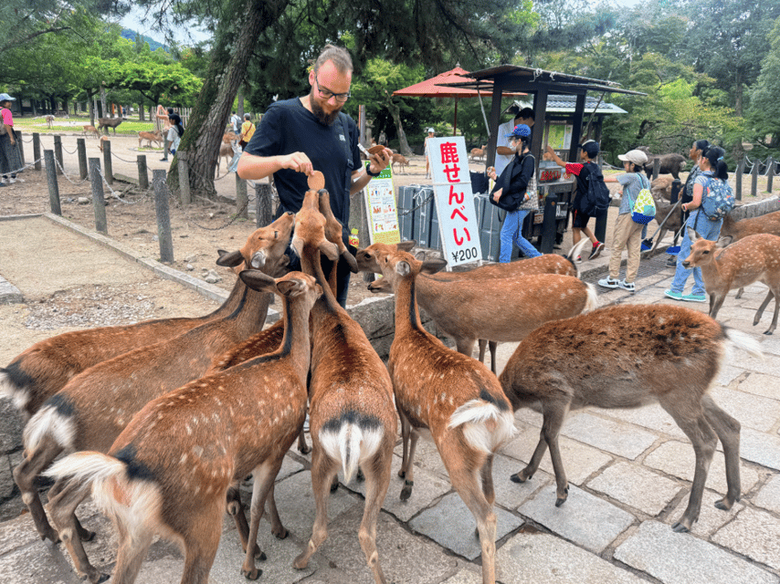 From Kyoto: Nara Guided Morning Tour - Kasuga Taisha Shrine and the lantern path: UNESCO feels calmer in the morning