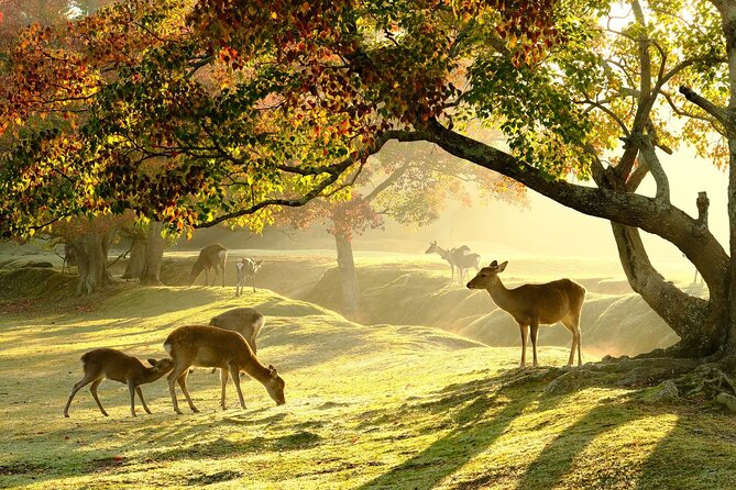 From Kyoto: Nara History Guided Half Day Bus Tour with Lunch - Key things to know before you go