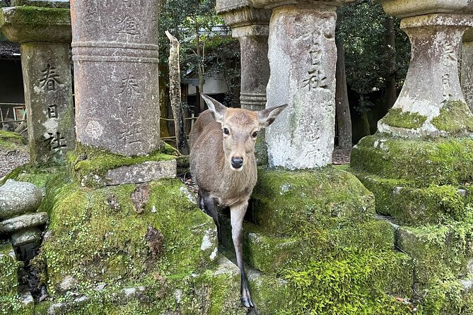 From Kyoto: Nara History Guided Half Day Bus Tour with Lunch - Price and value: what about $77 actually buys you