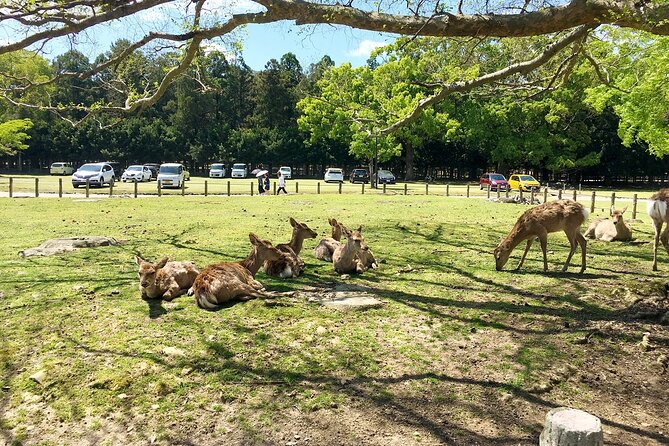 From Kyoto: Nara History Guided Half Day Bus Tour with Lunch - The tour rhythm in plain terms (and why it works)