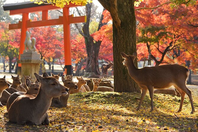 From Kyoto: Nara History Guided Half Day Bus Tour with Lunch - Nara Park deer time, with the right mindset
