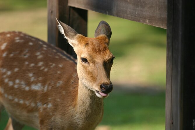 From Kyoto: Nara History Guided Half Day Bus Tour with Lunch - Walking, timing, and the one thing that can wear you out