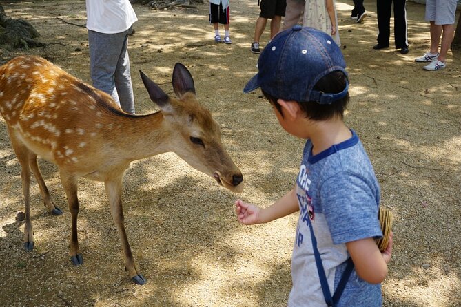 From Kyoto: Nara History Guided Half Day Bus Tour with Lunch - Transport comfort, and what happens on the route from Kyoto