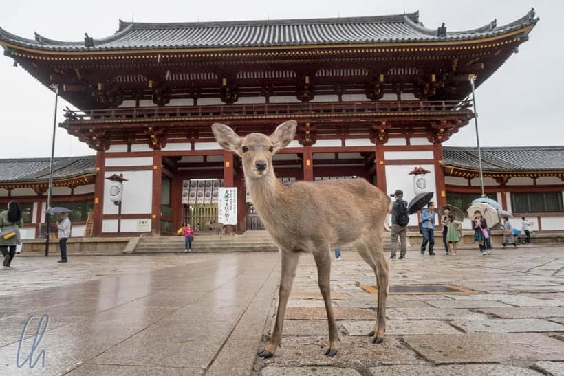 From Kyoto: Nara, Osaka & Kobe Day Trip – 3 Cities in 1 Day - Dotonbori Osaka: Street Food Stops and Neon-Wrapped Walks