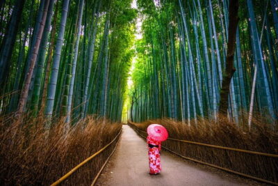 From Kyoto / Osaka: Kyoto Must-see Spots & Nara Park One Day Tour